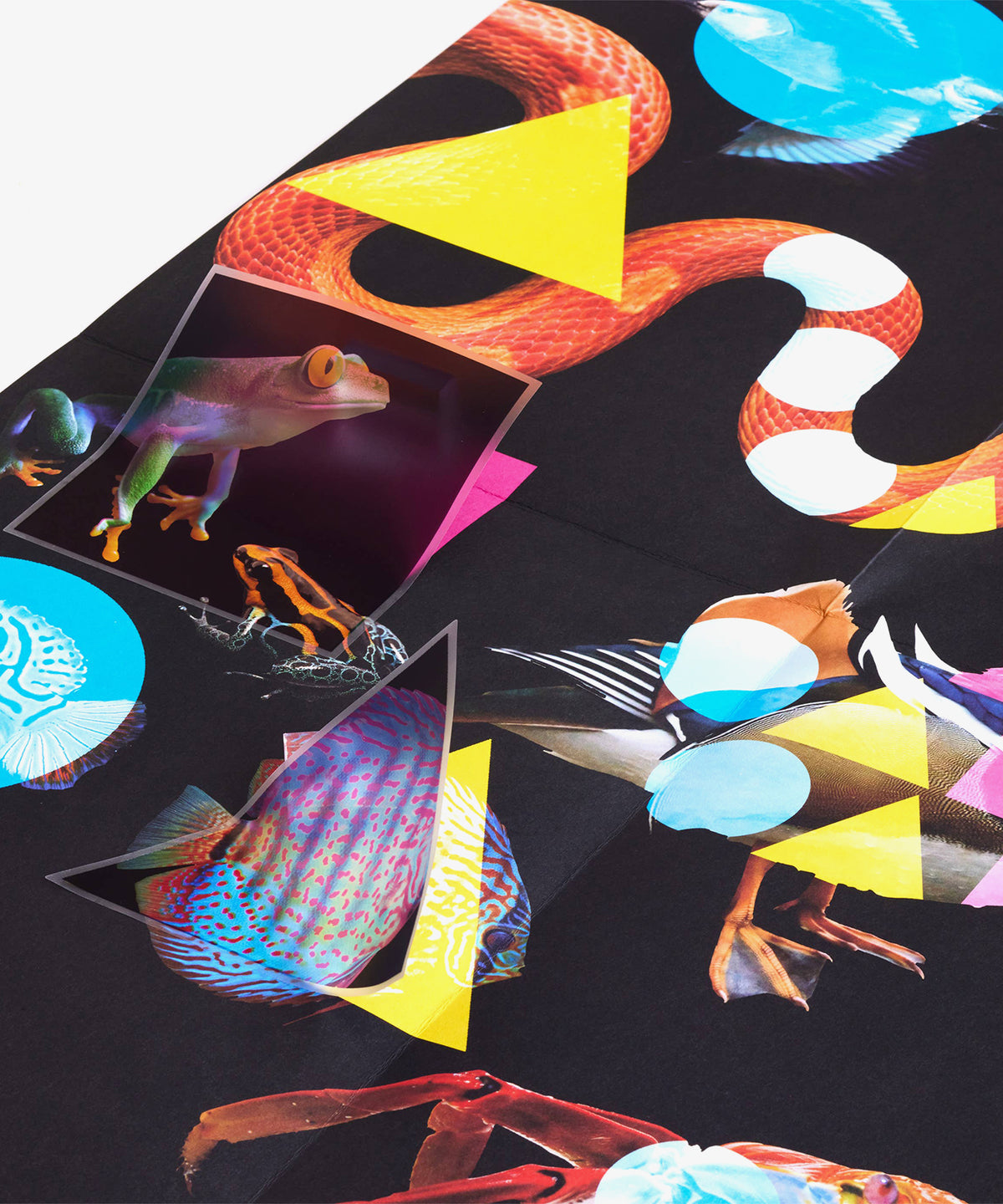 Majo Activity Folder, Color