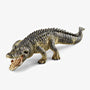 Alligator