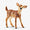 Baby White-Tailed Fawn