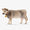 Braunvieh Cow